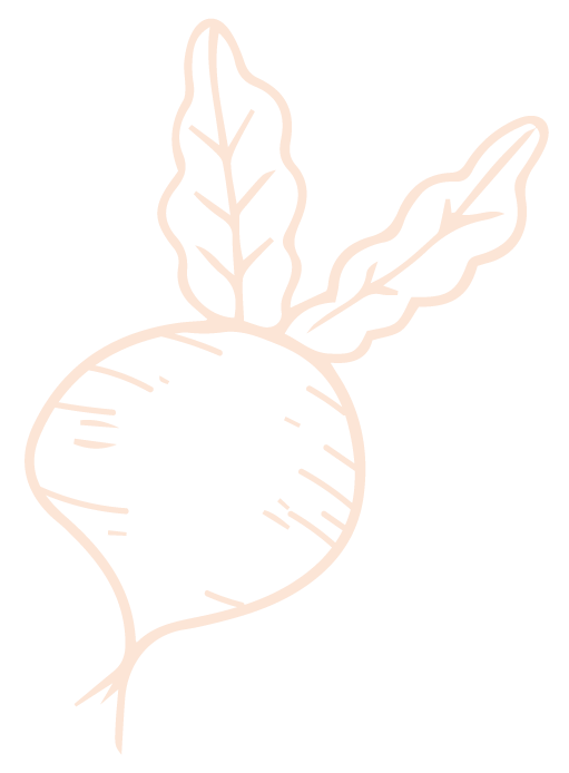 Illustration de radis