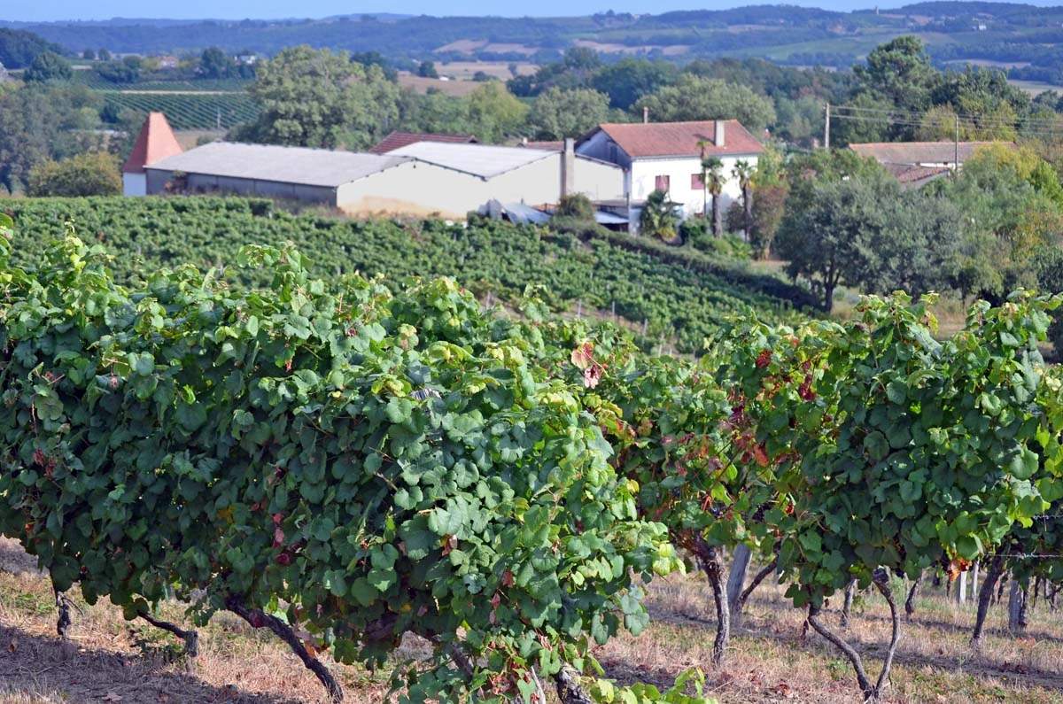 Les vignes du Cru du Paradis