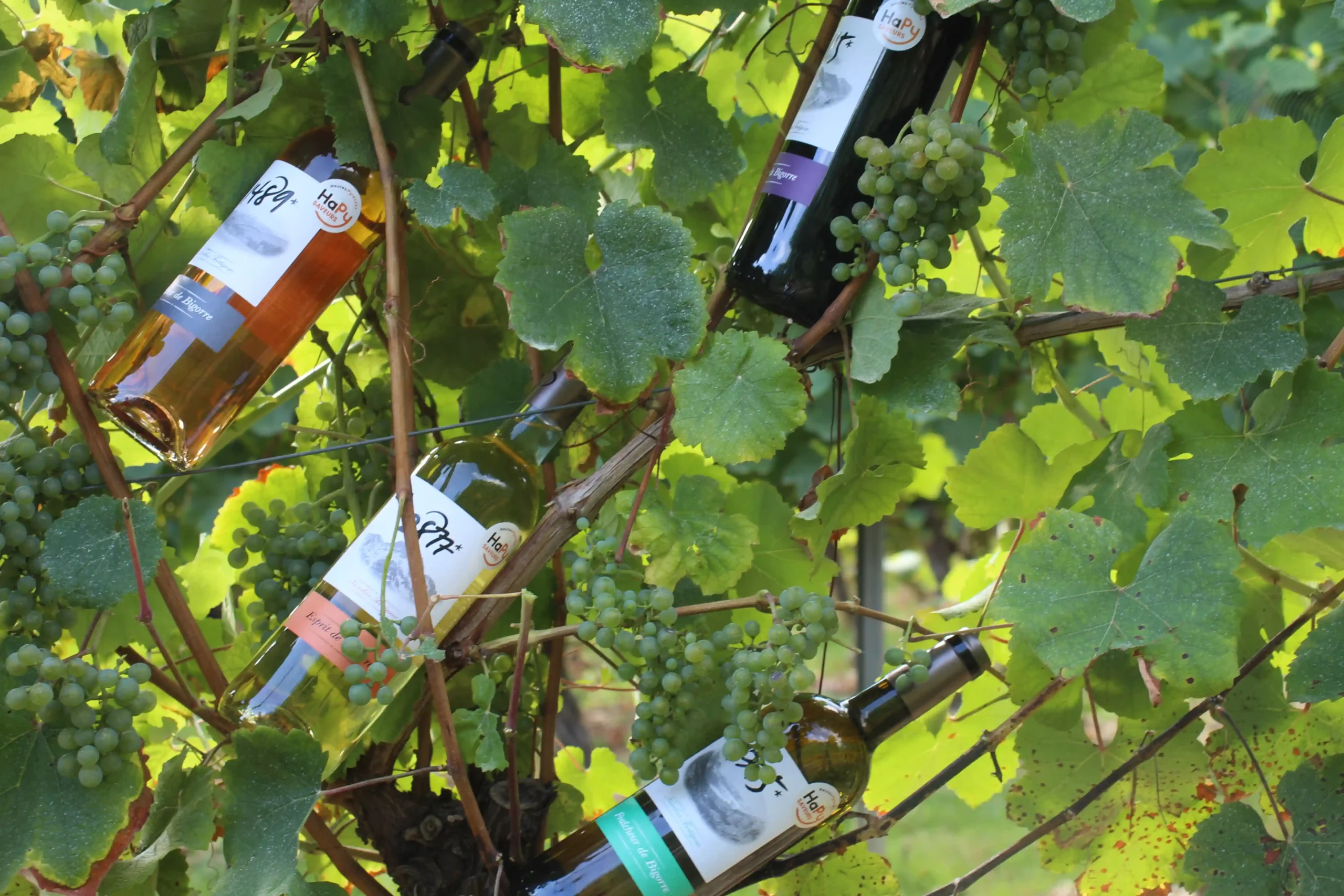 Les bouteilles des Pyrénéales à Madiran