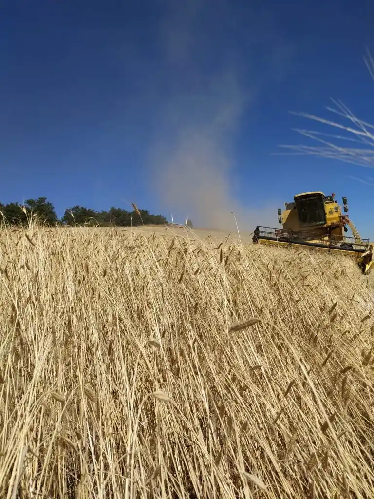 Champ pour la culture de l'Odyssée d'Engrain