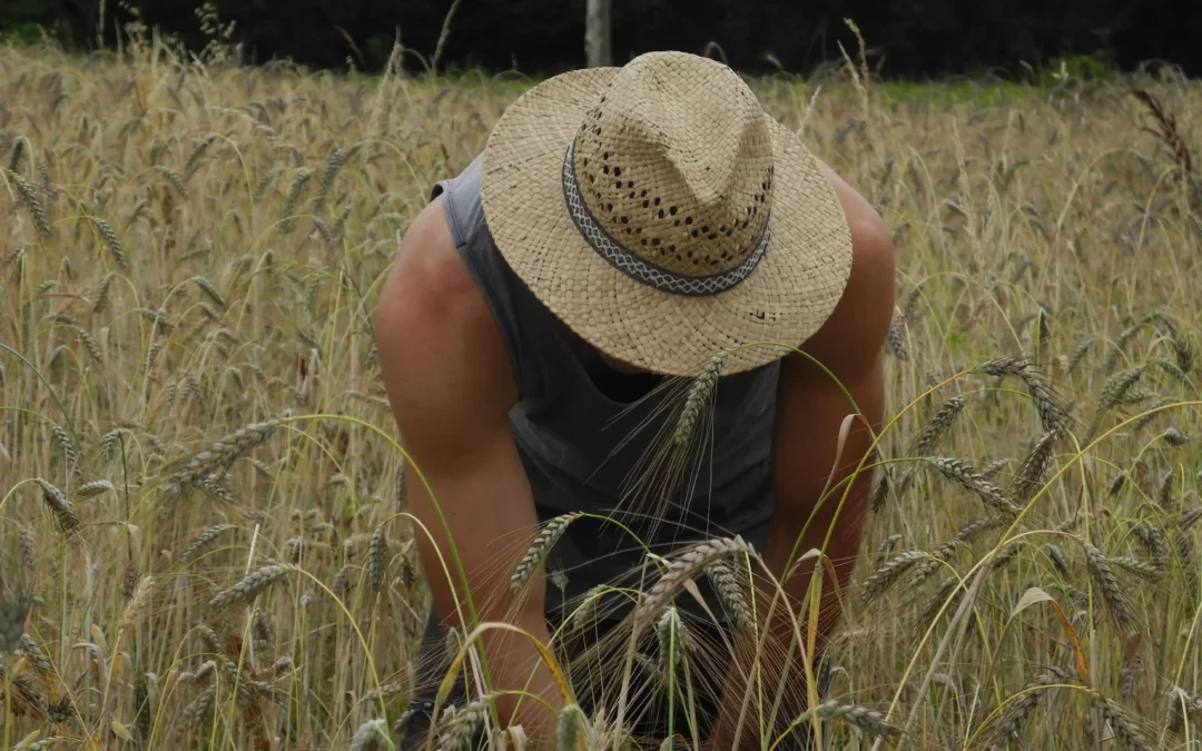 L&rsquo;Odyssée d&rsquo;Engrain