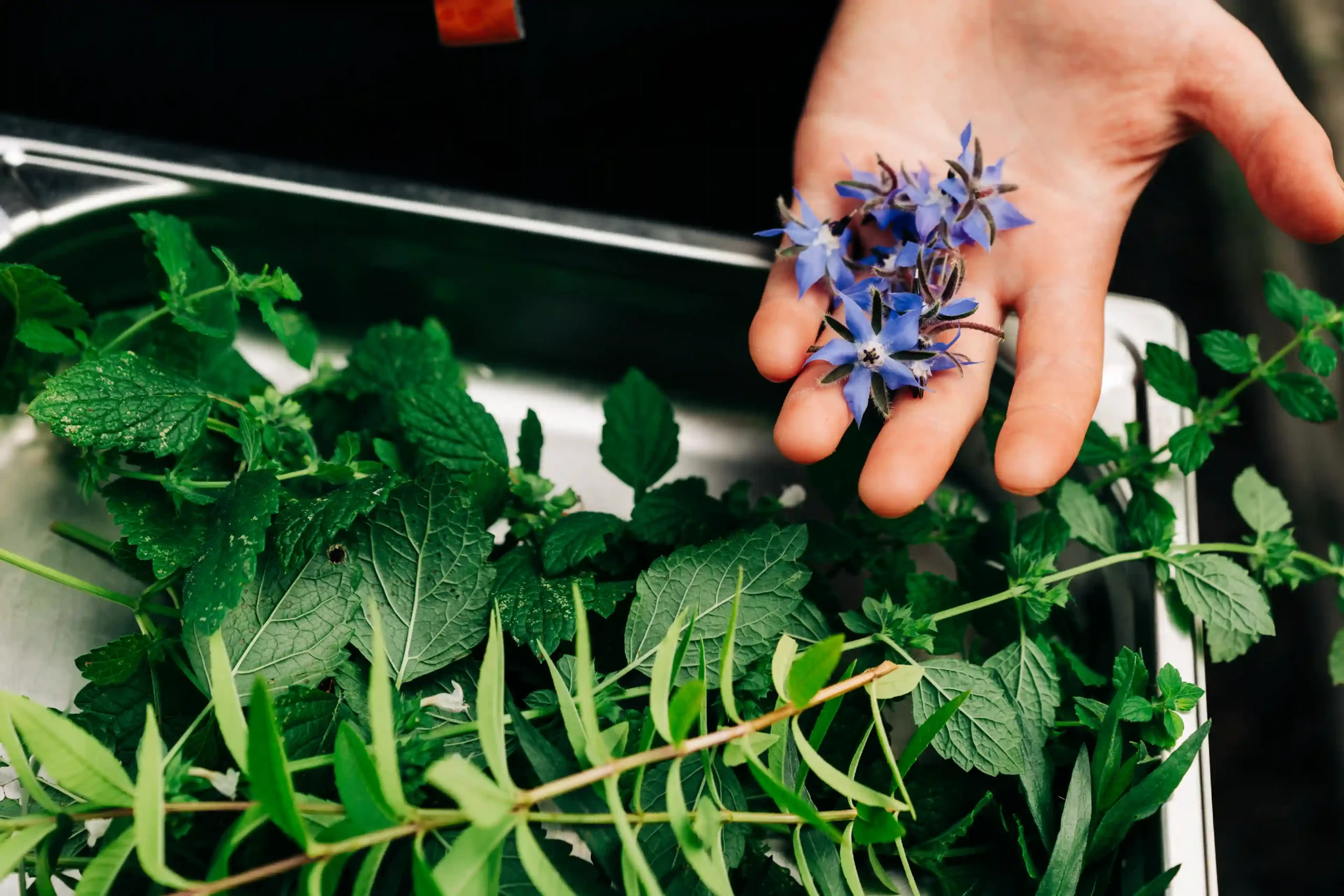 Produits locaux en restaurant pyrénéen à Galan