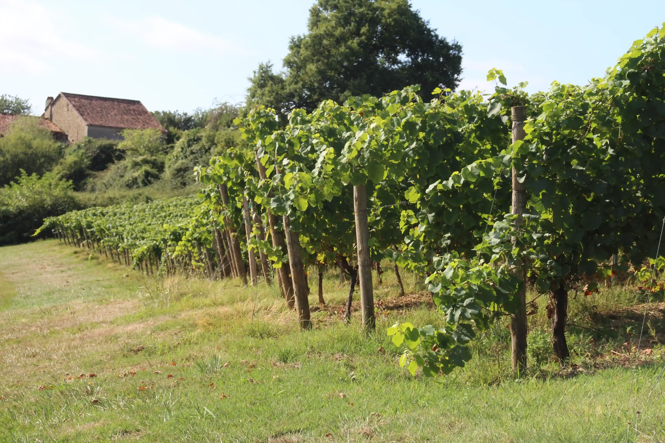 Vue sur les vignes des Pyrénéales à Madiran