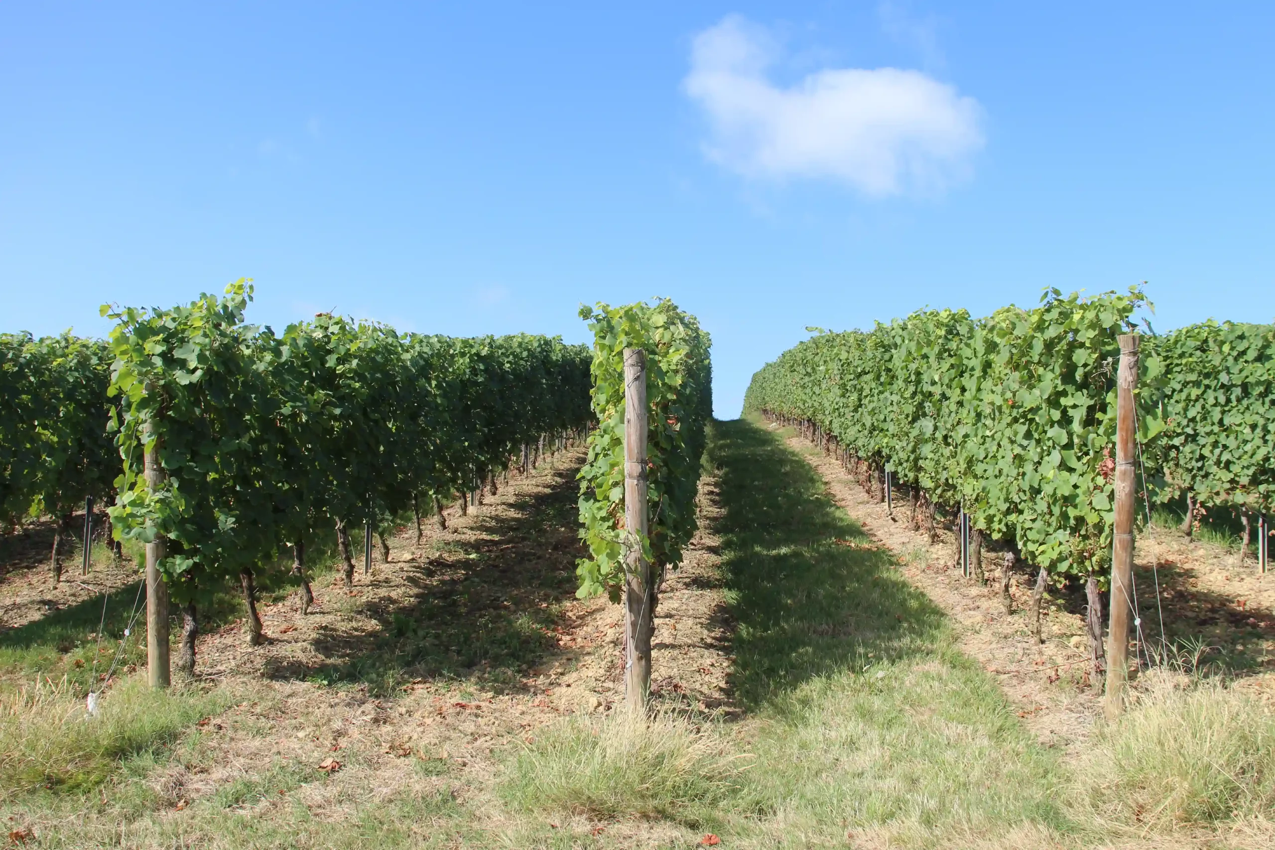 Les vignes des Pyrénéales à Madiran