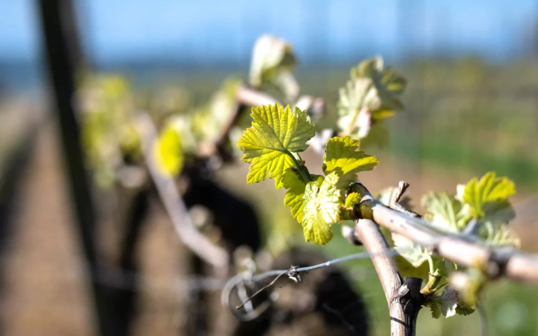 Rencontre annuelle HaPy Saveurs : une matinée pour construire ensemble l’année 2026