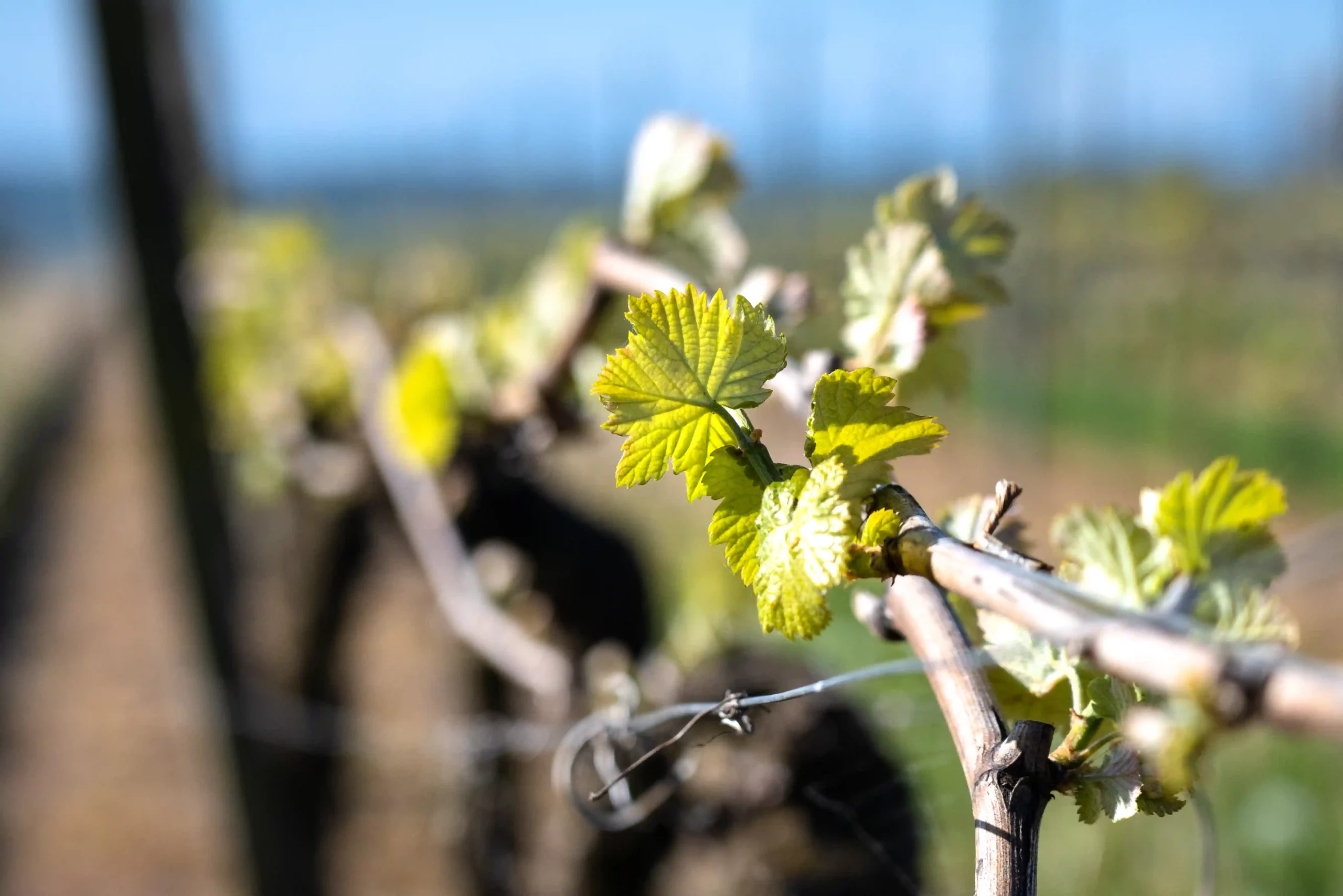 Vignobles Stratéus à Madiran