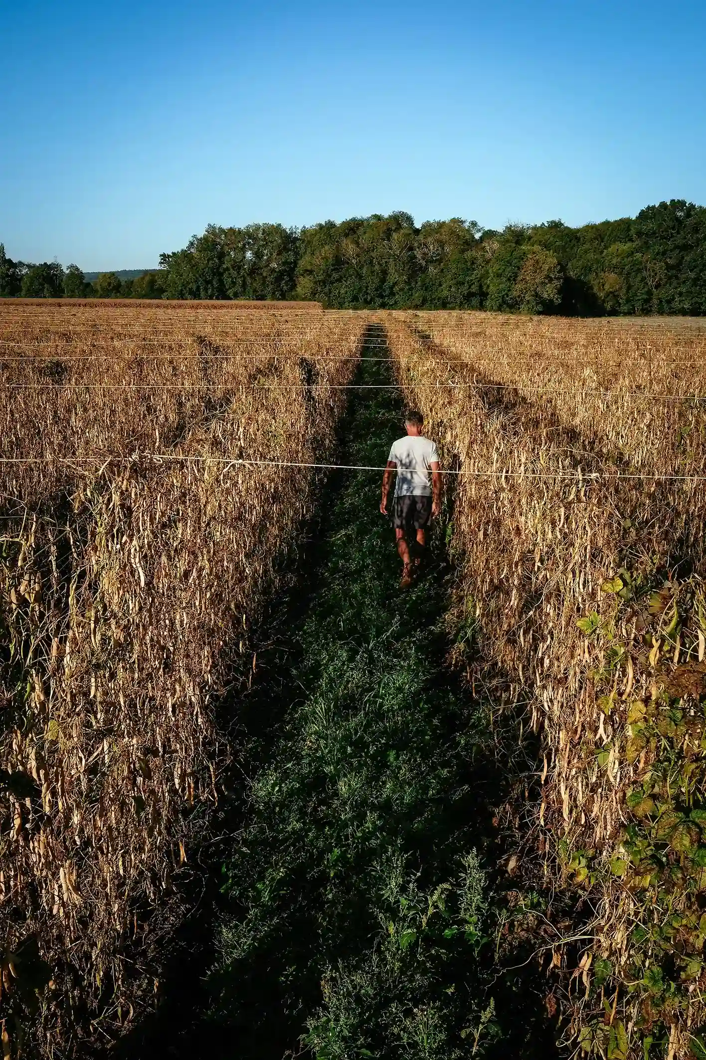 Culture de la coopérative des haricots tarbais