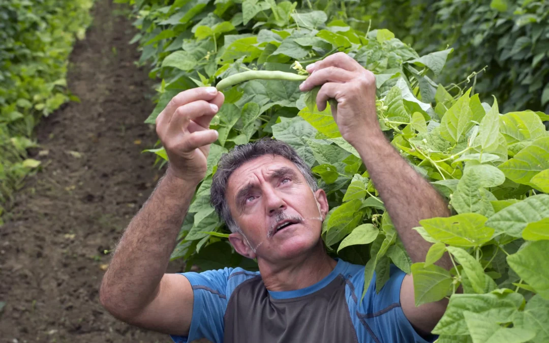 Coopérative du Haricot Tarbais