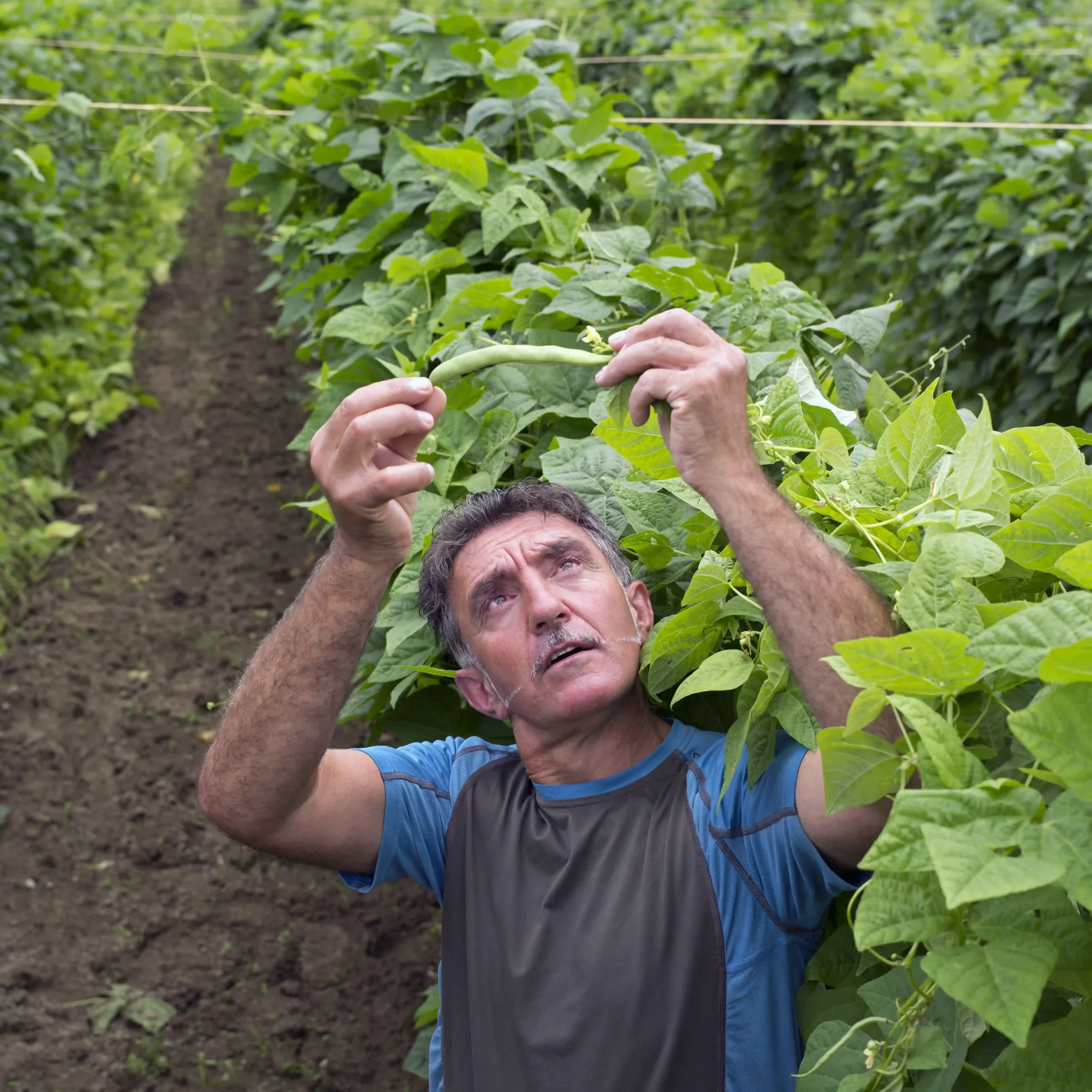 Pierre Gandarias - Haricots Tarbais