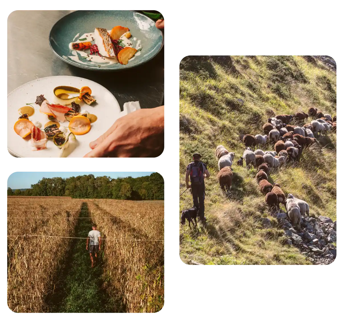 Hautes-Pyrénées du champs à l'assiette